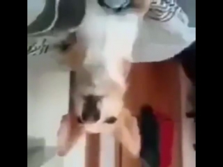 despacito performed by a dog