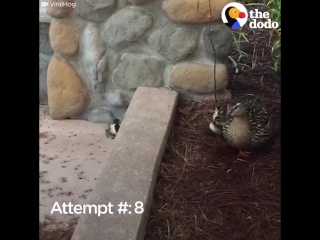 duckling trying to jump on the curb