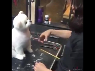 dog on a haircut