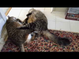 epic fight between two lazy cats