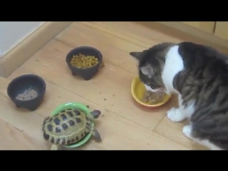 turtle chases cats