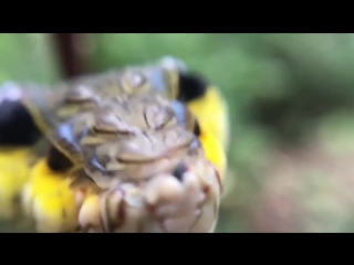 a caterpillar that turns into a snake out of fear