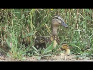 rescue ducklings