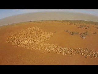 shooting sheep from a drone