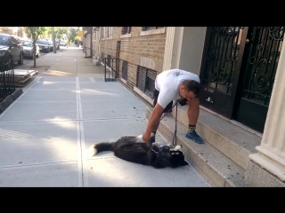 husky doesn't want to come home after a walk in the park