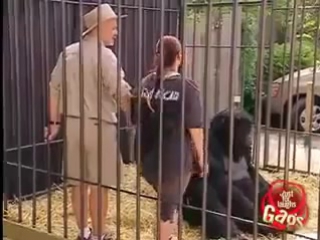 gorilla prank