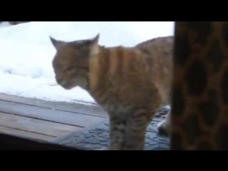 cat and lynx