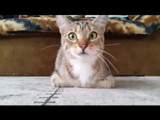 cat reaction to horror