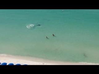 shark hunting near the beach