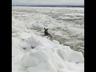 people saved a roe deer from the ice