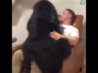 big dog sits with the owner