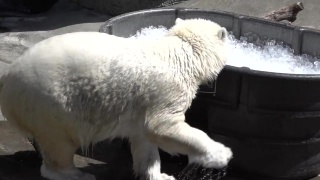 white bear and ice bath