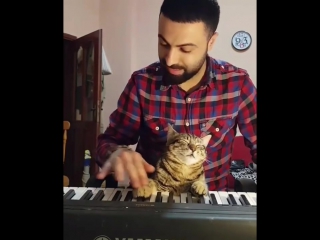 pianist cat