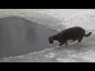 cat on winter fishing