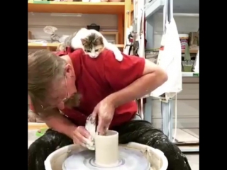 when you and a cat do not spill water