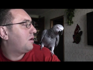 talkative parrots