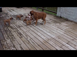 boxer dad and his puppies