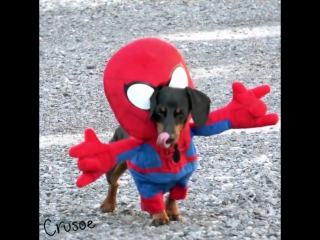 dog-spider