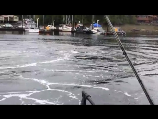 humpback whale near the docks