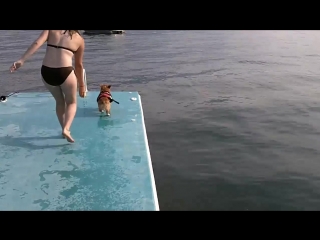 i swim just like this corgi