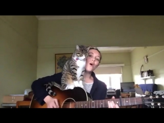 without a cat and the song is not the same