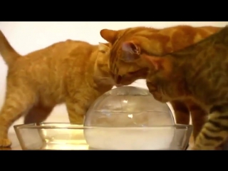 cats and ice ball