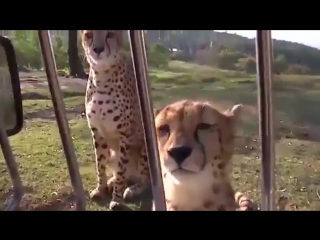 meowing cheetahs