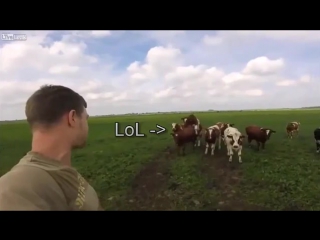 cow caller