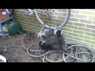 three raccoons fight over a bicycle