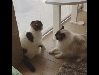 fight of two cats