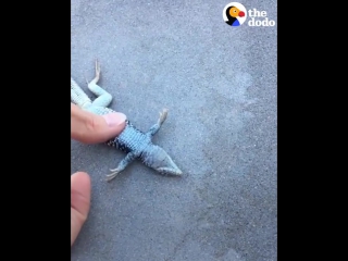 the girl saved the lizard that fell into the pool