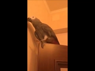 smart parrot