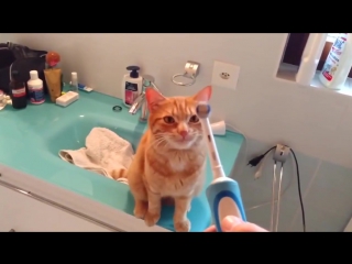 cat loves electric toothbrush massage