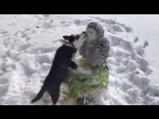 little husky kisses a white owl