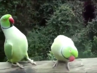 dialogue of two parrots, very funny