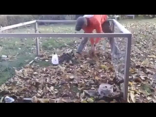 rabbit vs leaves