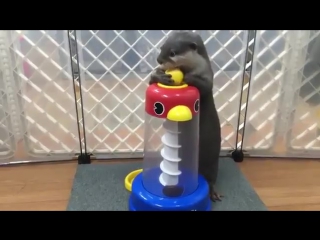 otter plays with balls