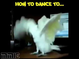 parrot dance lessons