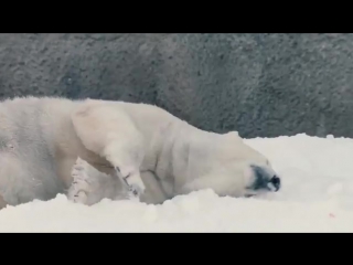 happiness is when polar bears see snow for the first time