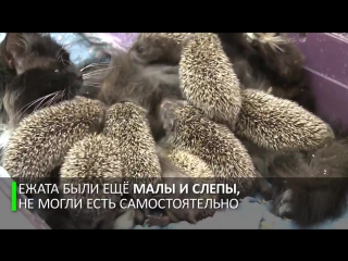 mama musya: the cat adopted eight orphaned hedgehogs