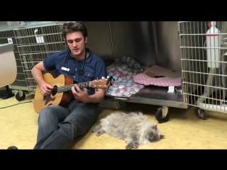 veterinarian plays the guitar for patients after operations © video