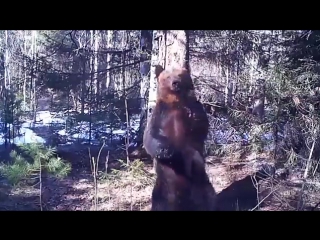 bear gets high © video