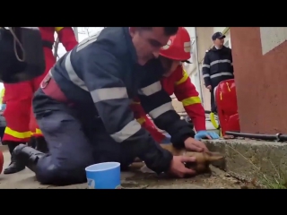 a fireman saves a dog's life © video