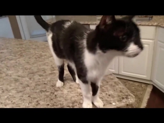 jack the cat with the world's lowest "meow" © video