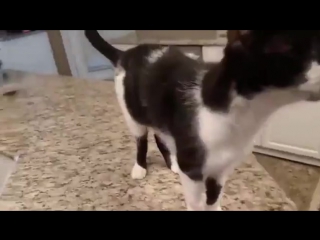 jack the cat © video