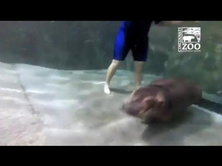 hippo fiona learns to swim © video