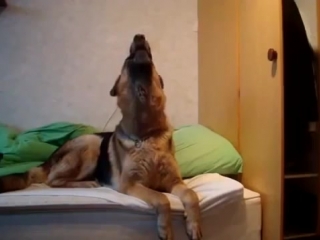 the reaction of the dog to the howling of wolves © video