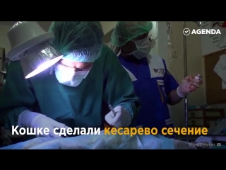 the doctors performed a caesarean section on the cat © video