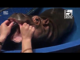 hippo came to the dentist for a checkup © video