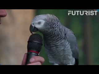 the smartest parrot © video